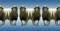 Three siamese-twin sheep